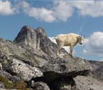 Mountain_Goat